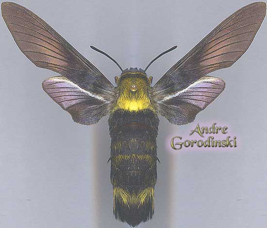 http://www.gorodinski.ru/sphingidae/Sataspes infernalis.jpg